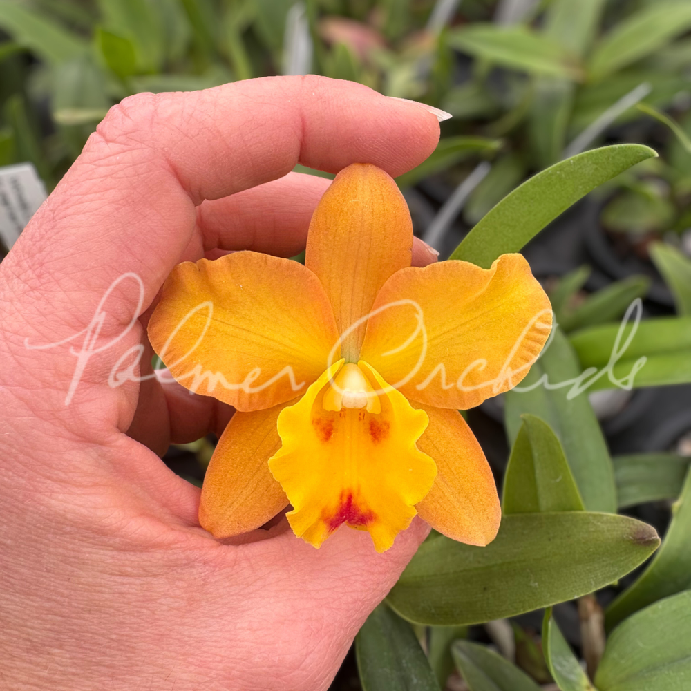C. Rachel's Sunset Glow — Palmer Orchids